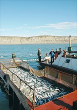 Kamchatka, russia, august 16, 2007, fishermen on a fishing vessel near a net full of fish off kamchatkai´s east coast where the salmon fishing season is underway.