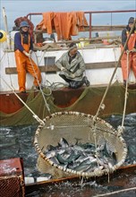 Kamchatka, russia, august 16, 2007, fishermen on a fishing vessel drag a pound net off kamchatkai´s east coast where the salmon fishing season is underway.