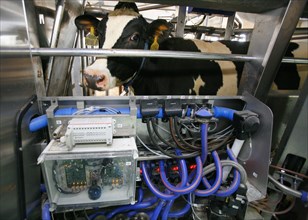 Dairy cow seen at the plemzavod rodina farm which is outfitted with delaval milking system, volgograd region of russia, february 5, 2008.