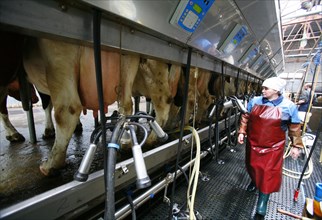 Operator walks past dairy cows at the plemzavod rodina farm which is outfitted with delaval milking system, volgograd region of russia, february 5, 2008.