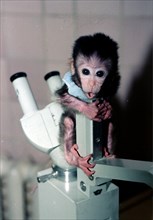 Sochi region, russia, 5/96: pictured here a charming tiny monkey is one of those evacuated from the sukhumi's institute of the medical primatology