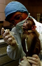Sochi region, russia 5/96: a physician tatyana gvozdik vaccinates a monkey