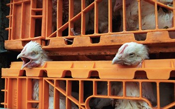 Moscow region, russia, november 15 2002: help! (in pic), whatever the technology used human error cannot be entirely excluded, broilers on the way to the new shop of the petelino poultry-processing fa...