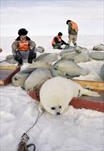 The season of extraction an animal - belyek (harp seal) in ice of the white sea was discovered.