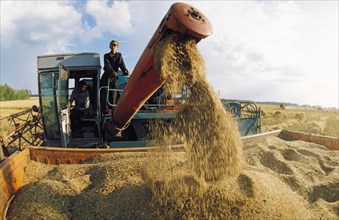 Rye being harvested at the urozhai collective farm in bashkiria, russia.