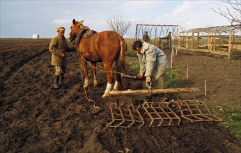 Local farmers using horses to plow their plots of land in the bryansk region of russia.
