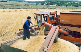 Worker unloading grain from a harvesting combine at the oktyabr collective farm in bashkiria, russia, september 1997.