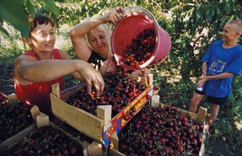 Women picking mazzard cherries on a farm in the aksai district, rostov region, russia.