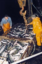 Fishermen unloading fish at yushno-kurilsk, kunashir island, sakhalin region, russia.