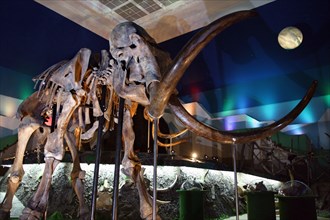Remains of the fauna of the ice-age found in the transpolar area of russia are displayed at the 'mammoth chamber' exposition opened here, moscow, russia, november 2, 2004.