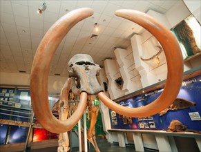 A mammoth skeleton is on display at the mammoth museum of the institute of applied ecology of the north, academy of sciences of the republic of sakha (yakutia), the skeleton was unearthed in churapchi...