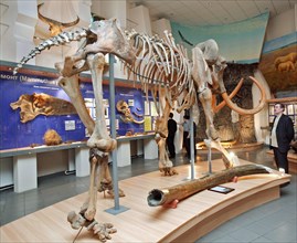 A mammoth skeleton is on display at the mammoth museum of the institute of applied ecology of the north, academy of sciences of the republic of sakha (yakutia), the skeleton was unearthed in churapchi...