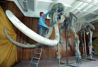 The fossil skeleton of a 60 years old mammoth,3 m, tall and 4 m ,long and weighing 5 tonnes when alive, was rambling in the siberian land (novosibirsk region now) about 24,000 years ago,a find of a co...