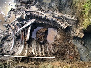 Yamalo-nenetsk autonomous district, well-preserved bones of mammoth are found by a russian expedition in yamal, the expedition is funded by the shemanovsky?s museum and exhibition centre, september 27...