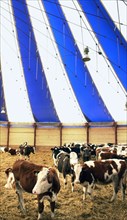 Graivoron-agro livestock farm for 1,200 heifers is the first tented farm with polymer coating to be inaugurated in russia, belgorod region, russia, november 2005.
