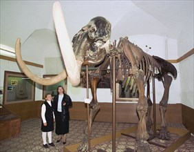 The tobolsk museum-preserve has been keeping remains of a mammoth since pre-revolutionary times: a scull with tusks and parts of the skeleton,a year ago it was decided to restore all bones of this anc...