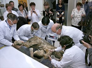 Team of international scientists weigh the carcass of baby mammoth lyuba, discovered in permafrost near the town of salekhard, north russia, october 23, 2007.