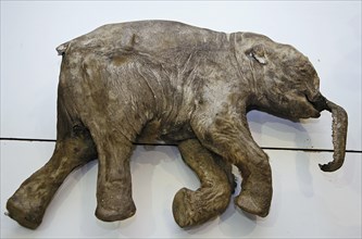 Carcass of baby mammoth lyuba, discovered by a reindeer herder, yuri khudi, near the town of salekhard, north russia, the geological age of the find is 37,000 years, russia, october 23, 2007.