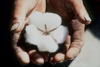 The hands cultivating cotton, uzbekistan, 1978.
