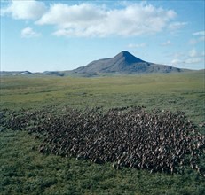 Herd of deer in the polar urals, russia.