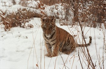 About 430 species of amur tigers remained in russia, they inhabit territory of maritime and khabarovsk regions, russian government adopted federal programme of keeping save of amur tiger which contain...