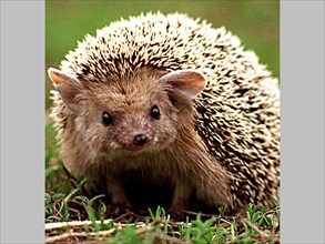 A hedgehog, inhabitant of the southern urals region, russia.