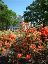 The building of the latvian national opera, riga, latvia, in the foreground are flourishing rhododendrons, 2003.