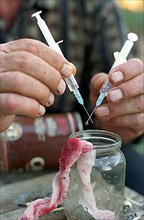 Orenburg, russia, 2001, the sharing of syringes (needles) by drug addicts is a leading cause of the spread of aids.