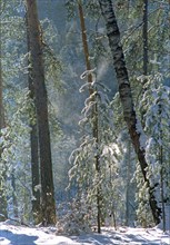 Trees, winter in the southern urals, russia.