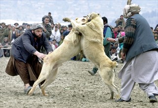 Kabul, afghanistan, march 9 2003, dog fights (in pic) remain one of the chief attractions in kabul, the fights draw thousands of spectators, in case it wins, an asian sheepdog may bring solid money to...
