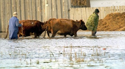 Spring floods, inhabitants move their cattle to the safety place, about 400 houses were flooded by the kurtlak river waters, volgograd, russia, april 3, 2004.