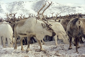Herd of reindeer on the amguem tundra in the chukhot autonomous region of siberia, 2000.