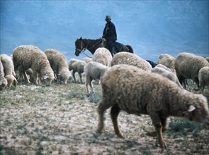 A flock of sheep grazing in the tian-shan mountains of kyrgyzstan (kirghizia).