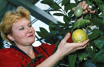 Agronomist yelena isayeva with greenhouse grown lemons on a farm belonging to the gas company tyumentransgaz, tyumen region, russia.
