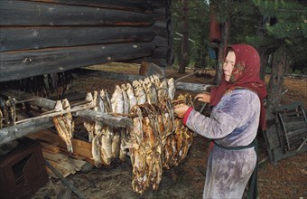 Varvara vasilevna, a khanty woman, drying fish for the winter at a nomadic encampment in the tyumen region of siberia, russia.