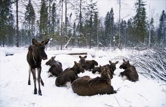 Moose on a farm in sumarokovo, russia, 2002.