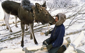 A moose breeder and his charges at russia's oldest moose farm in sumarokovo, russia, 2003.
