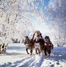 A troika sleigh ride through the woods, moscow region of russia.