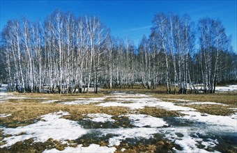 Early spring thaw in a birch forest in the moscow region of russia.