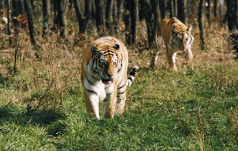 Endangered ussuri tigers (amur tigers) in ussurllsk taiga in siberia, russia.
