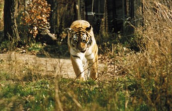 An endangered amur tiger in ussurllsk taiga, siberia, russia.