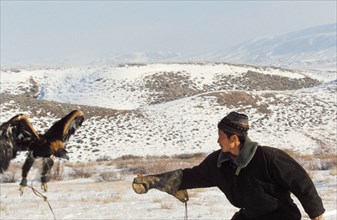 A kazakh hunter training a young golden eagle to hunt, kazakhstan, november 1999.
