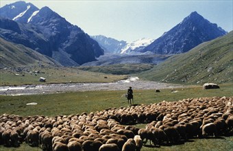 A shepherd with his flock of sheep grazing in a mountain pasture in the issuk kul region of kyrgyzstan.