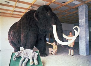 4,000 year old frozen baby mammoth, found in 1977, ready to be displayed in a museum, 1980.