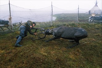 A nenets reindeer breeder wrestling with a reindeer in the nenets autonomous region of russia, 1990s.