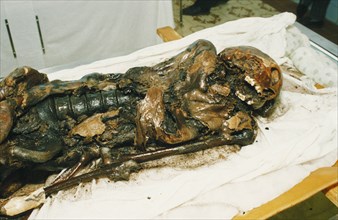 The mummified remains of a 2,500 year old scythian princess (known as 'black beauty') found frozen in the permafrost of the ukok plateau, pasryk region, siberia, russia, 1994.