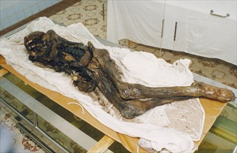 The mummified remains of a 2,500 year old scythian princess (known as 'black beauty') found frozen in the permafrost of the ukok plateau, pasryk region, siberia, russia, 1994.