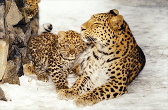 An amur leopard with her 2 month old cub at a zoo in novosibirsk, siberia, russia, february 2003.