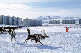 Traditional winter festival reindeer races in which the reindeer pull skiers along the course, murmansk, russia.