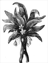 Religion The Holy Bible Mandrake root